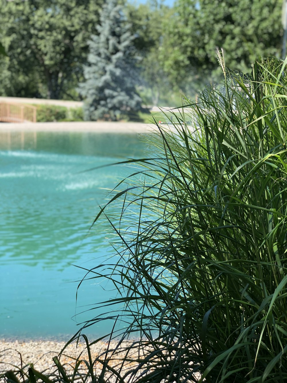 Un estanque con agua y árboles al fondo