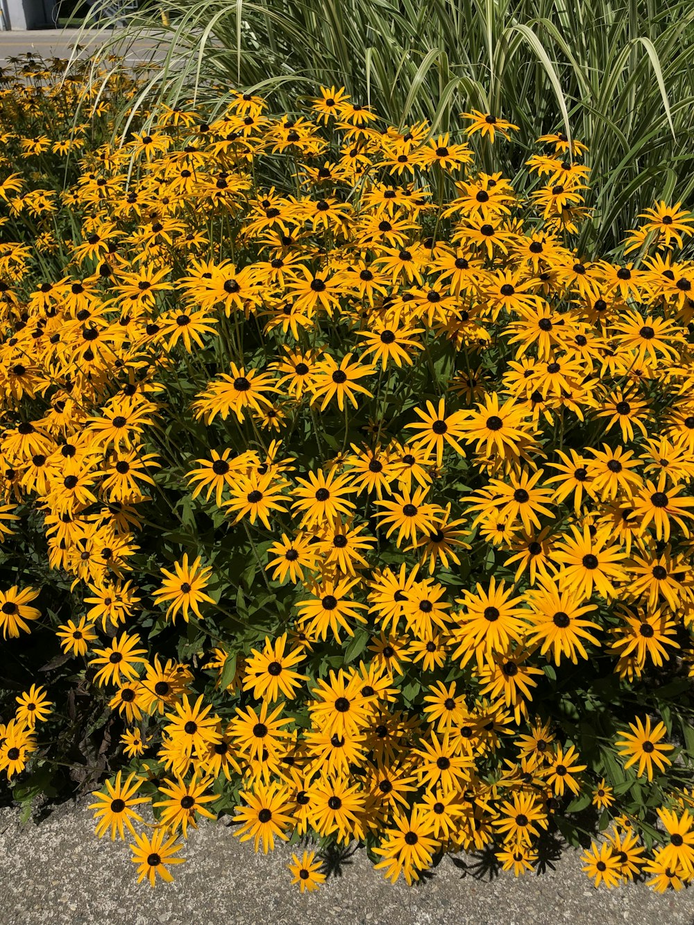 a bunch of yellow flowers that are by some grass