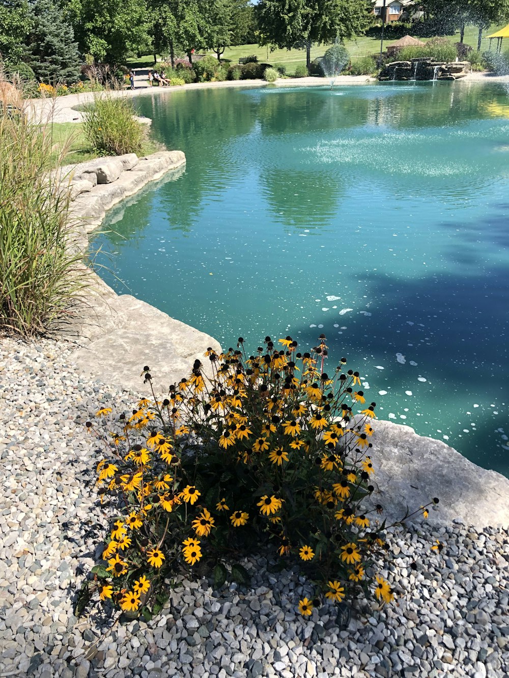 Un pequeño arbusto de flores amarillas sentado junto a un cuerpo de agua