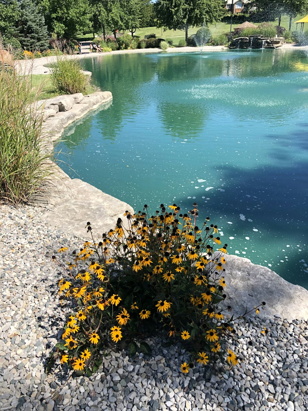 a small bush of yellow flowers sitting next to a body of water