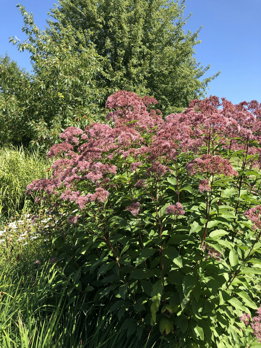 a bush with purple flowers in the middle of a field