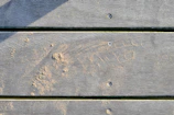 Detailed shot of wood filler drying in a small gouge on a floor, ready for sanding.