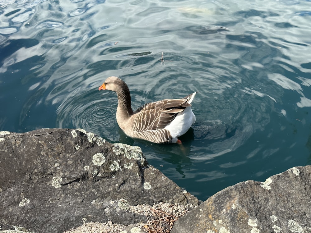 a duck is swimming in a body of water