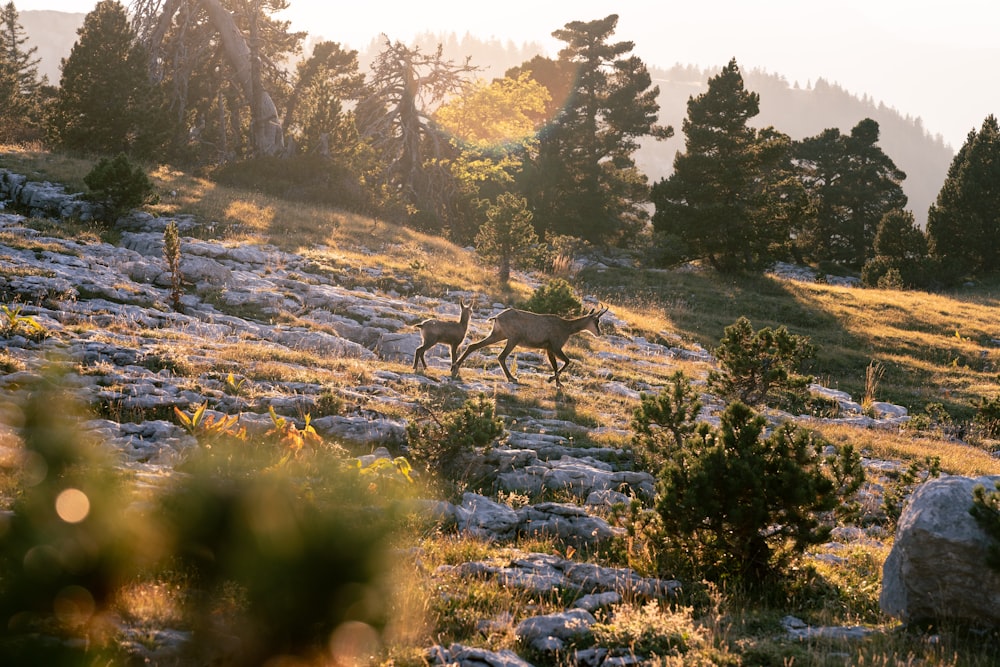 a couple of deer walking across a grass covered hillside