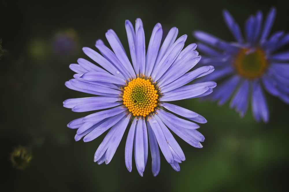 a close up of a purple flower with a yellow center