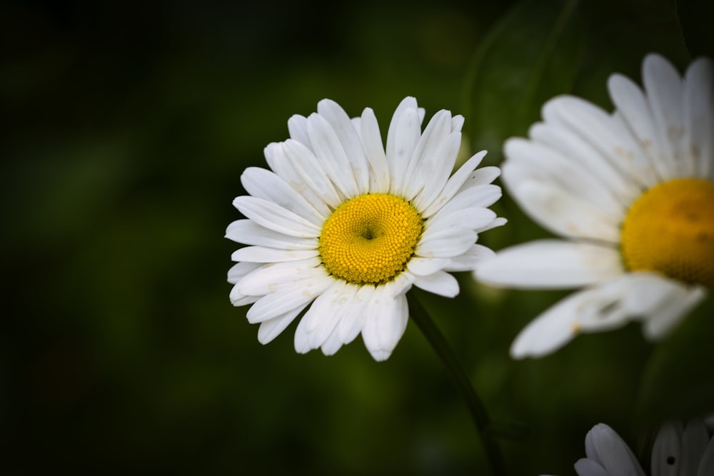 a close up of two white and yellow flowers
