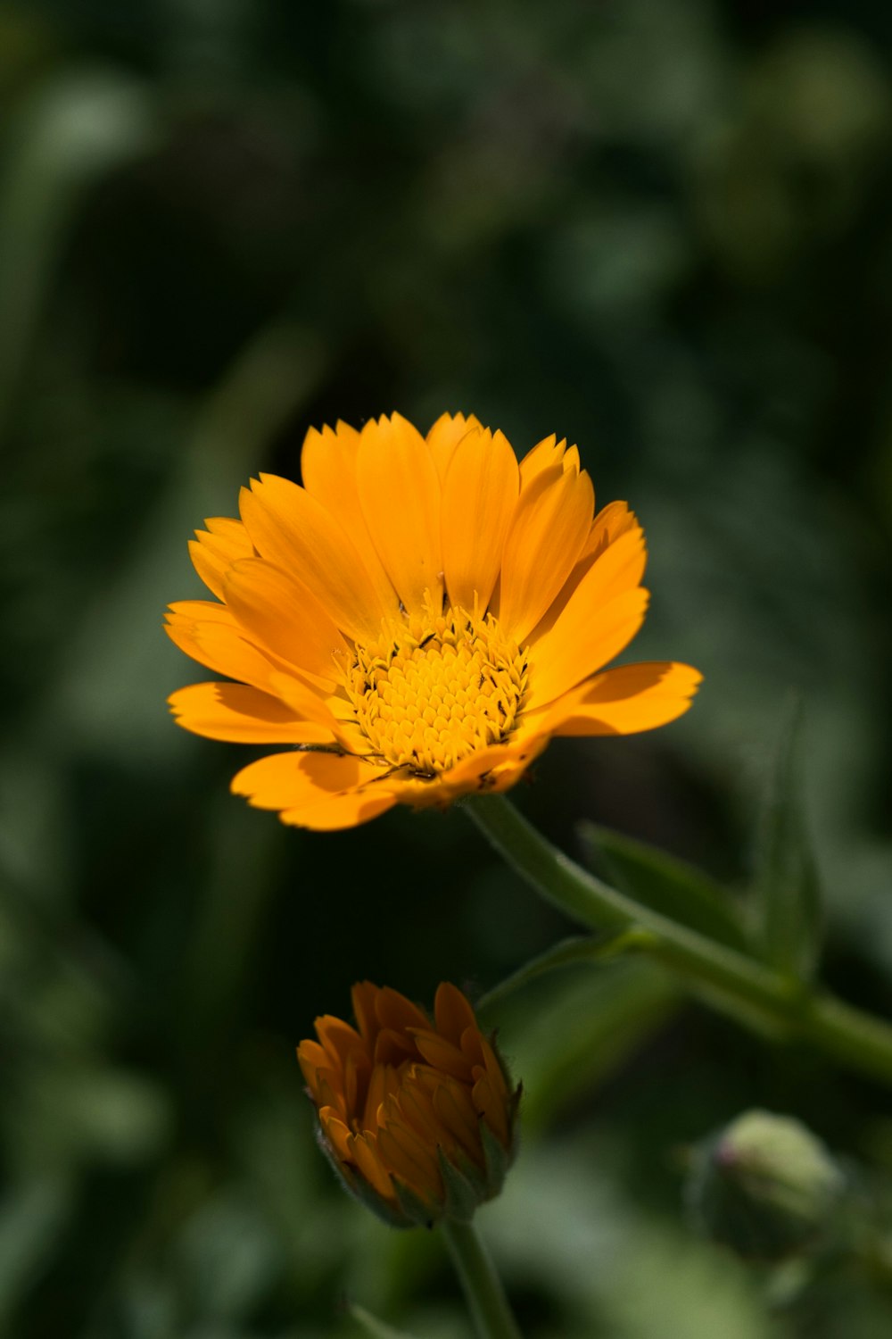 a close up of a yellow flower with a blurry background