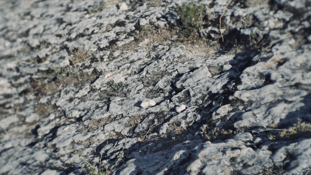 a close up of a rock with grass growing on it