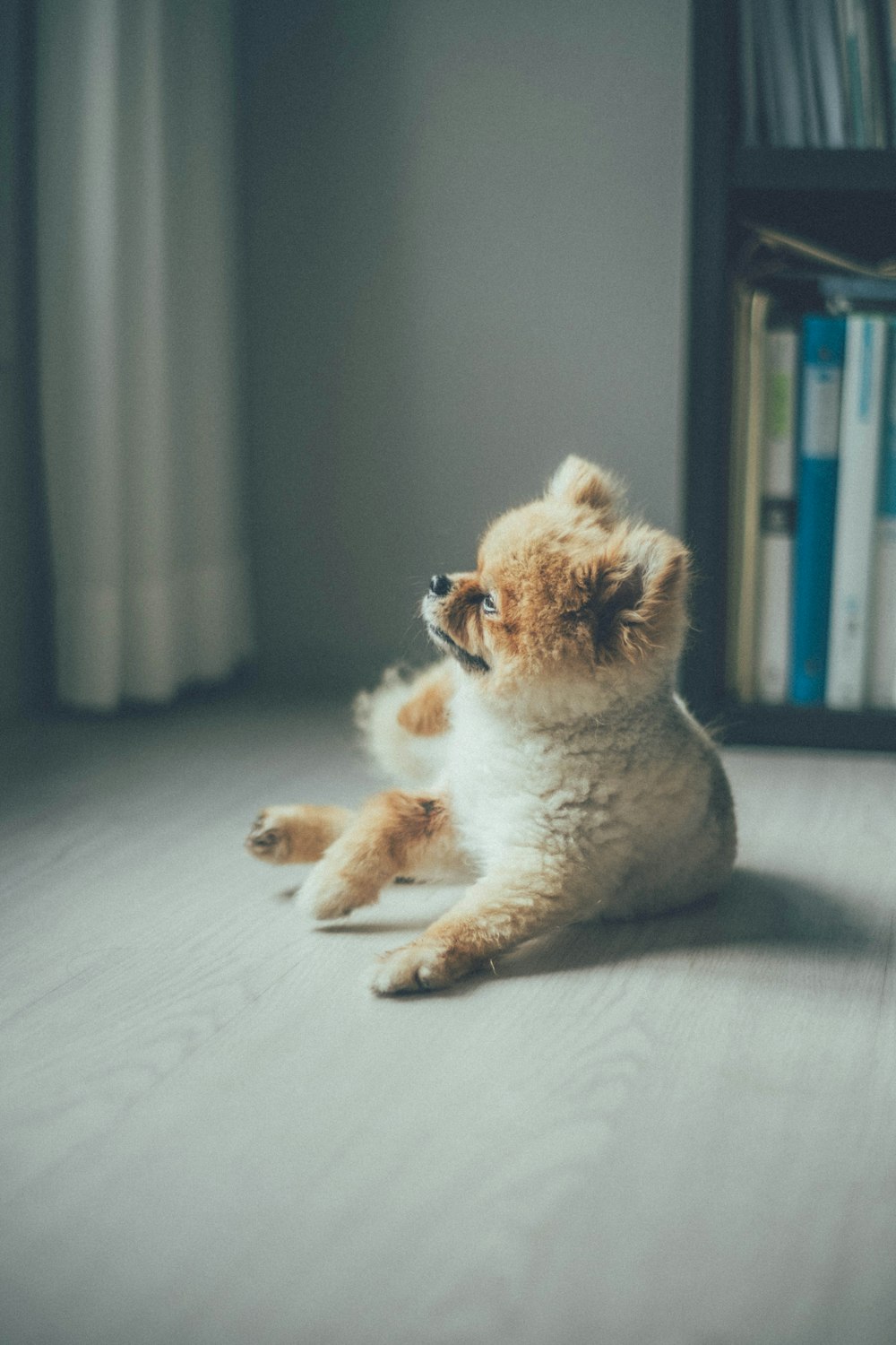 a small brown and white dog laying on the floor