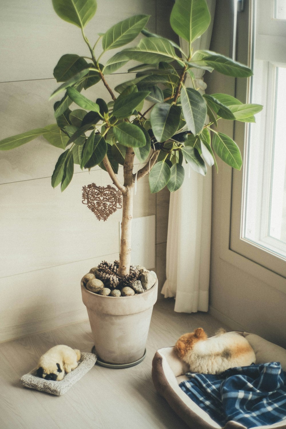 a potted plant sitting on top of a wooden table