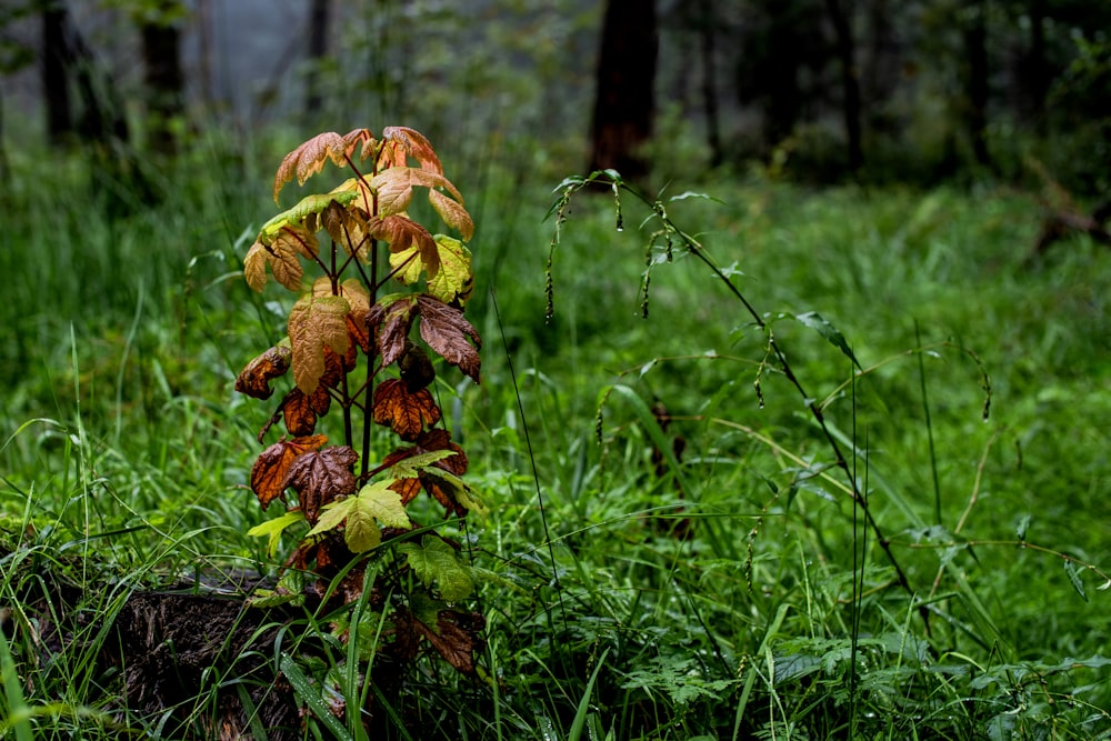 a plant that is growing out of a log in the grass