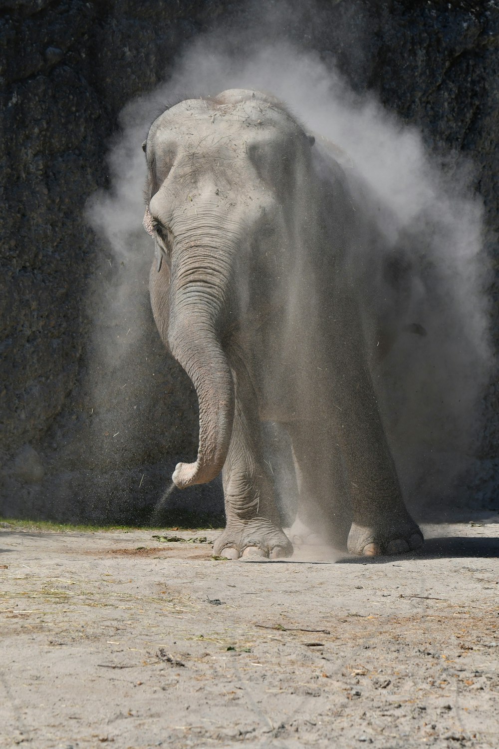 an elephant standing in front of a rock wall