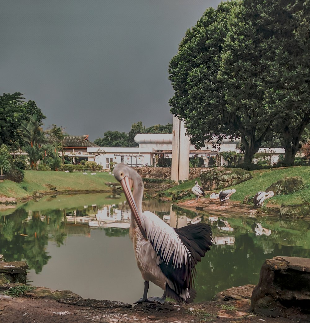 a large bird standing on a rock near a body of water