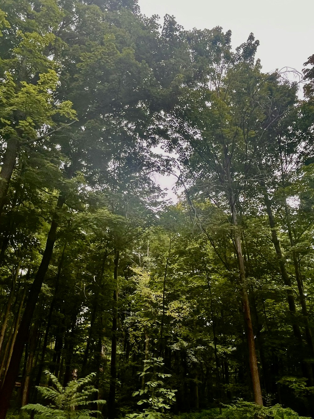 a forest filled with lots of tall trees