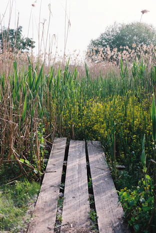 Pathway lined with wildflowers leading to the main house of the homestead.