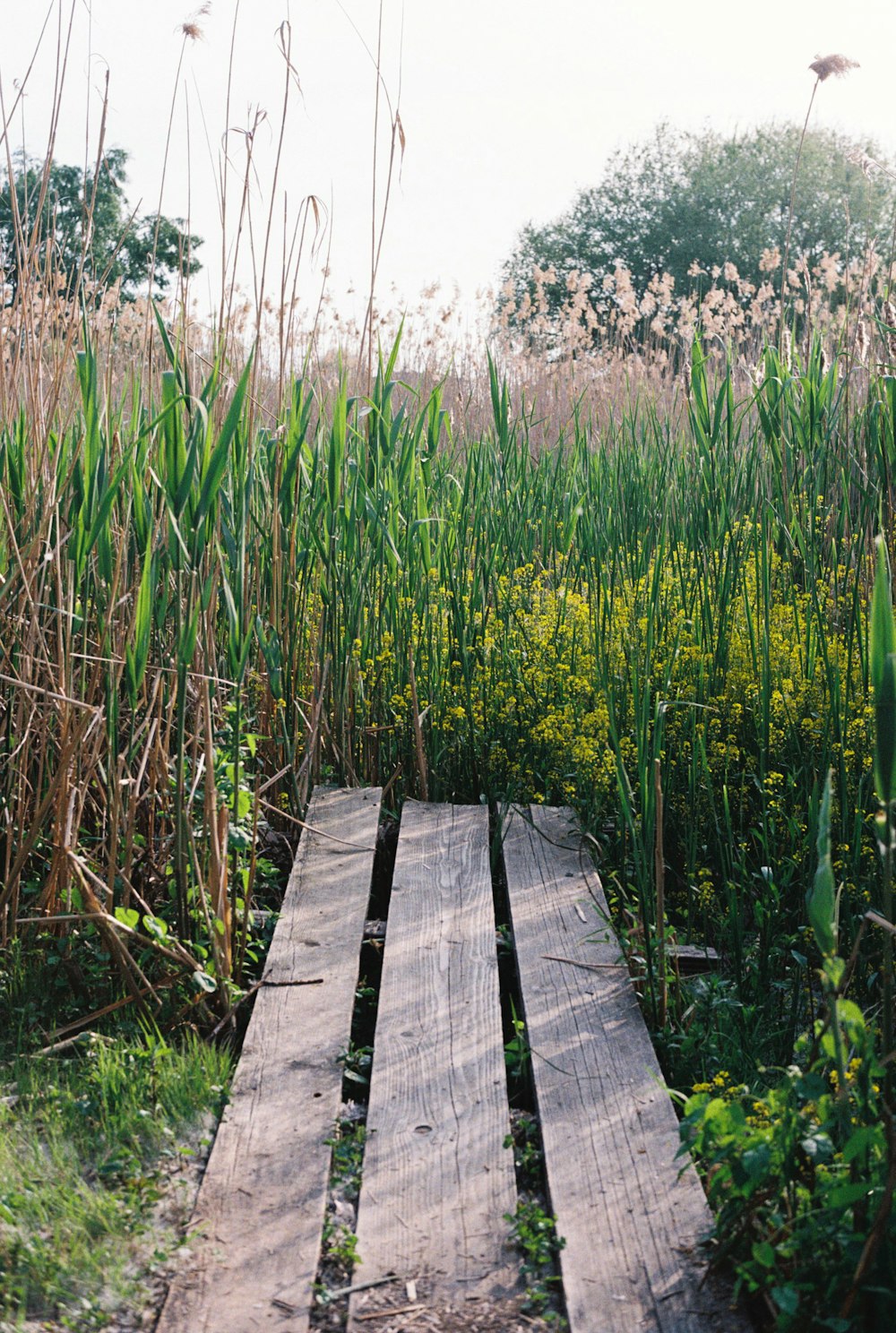 a wooden walkway surrounded by tall grass and weeds