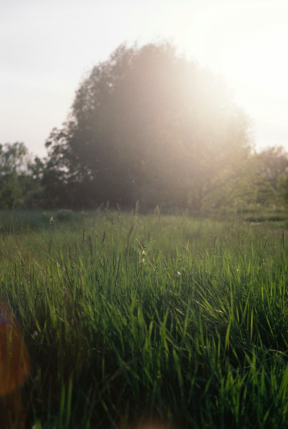 a grassy field with trees in the background