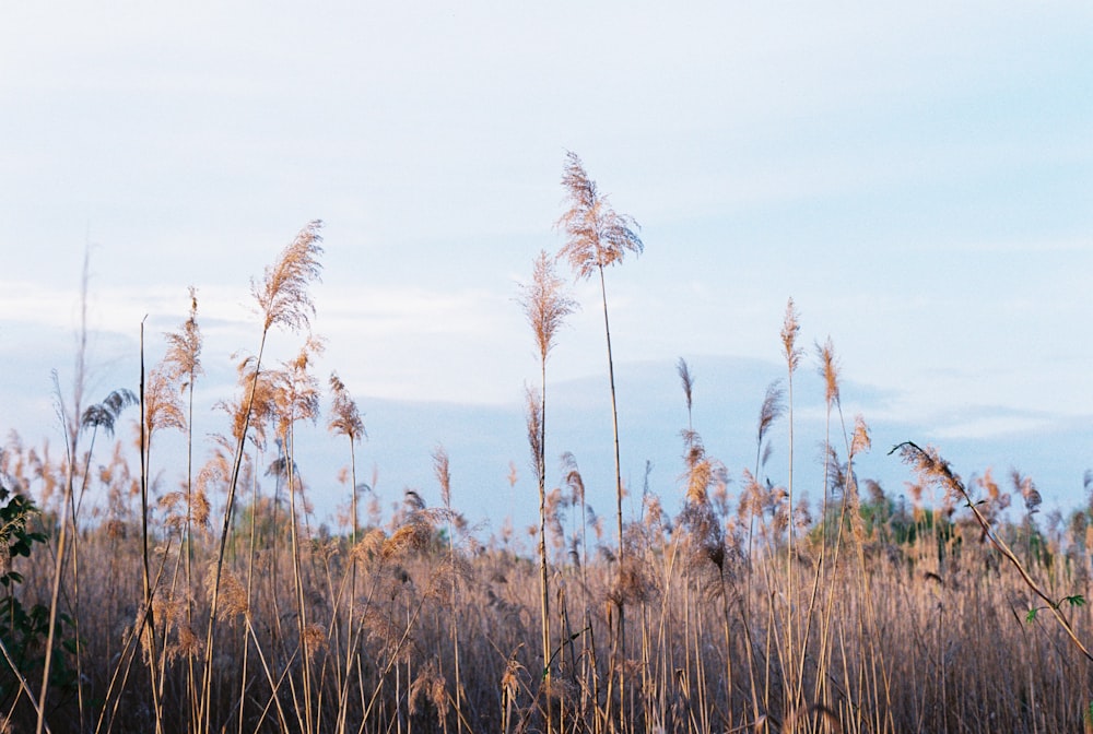 a field full of tall dry grass under a blue sky