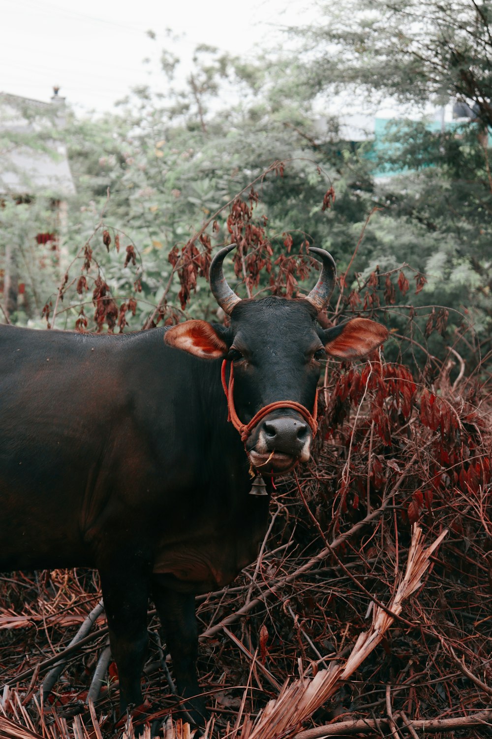 a black cow with horns standing in a field