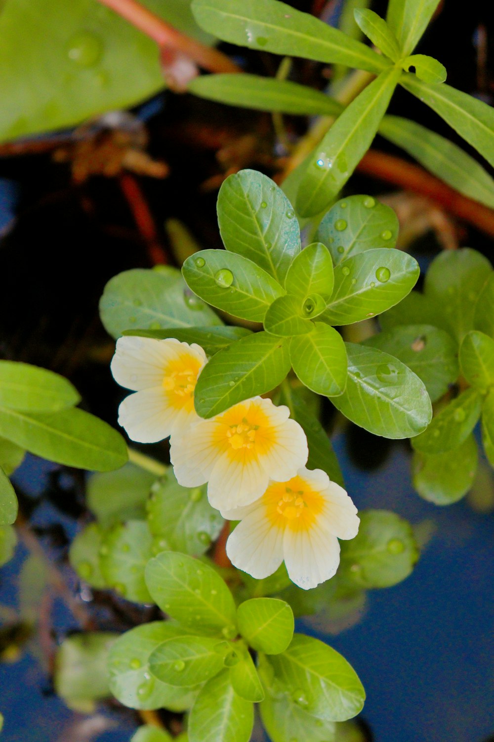 two white and yellow flowers in a pond