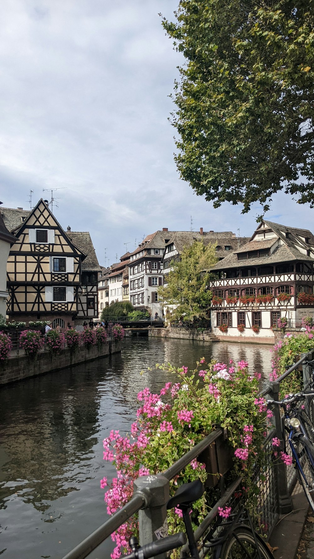 a bicycle parked next to a river with flowers growing on it