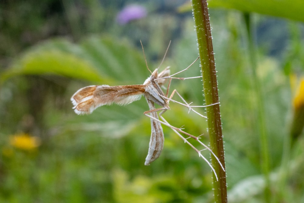 a close up of a small insect on a plant