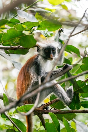 a monkey sitting on a tree branch in a forest