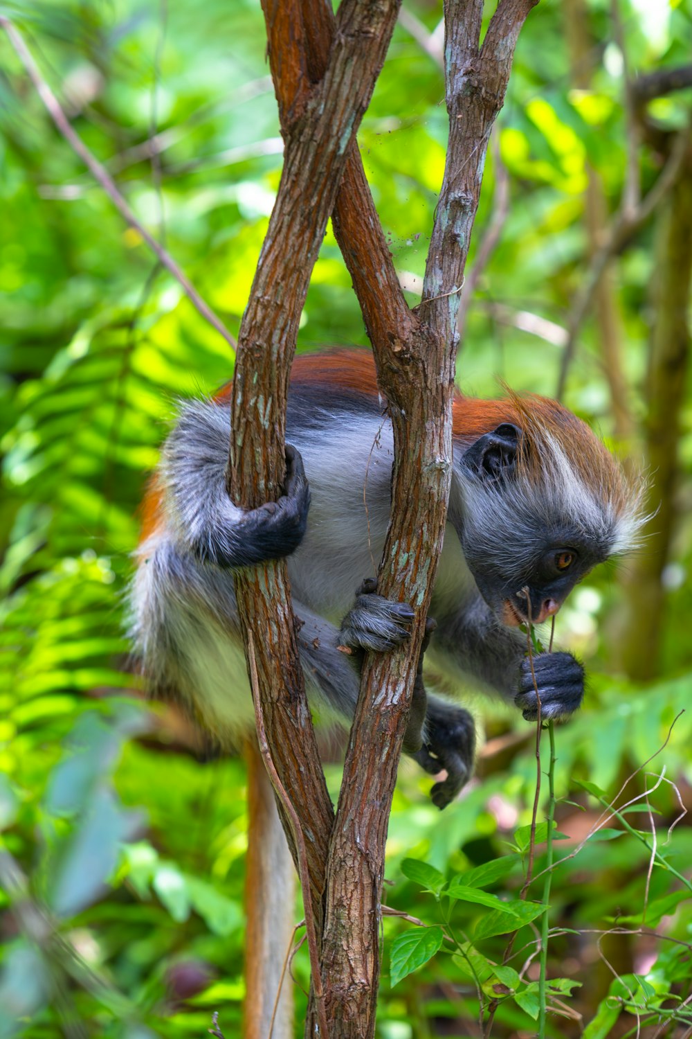 a monkey hanging from a tree branch in a forest