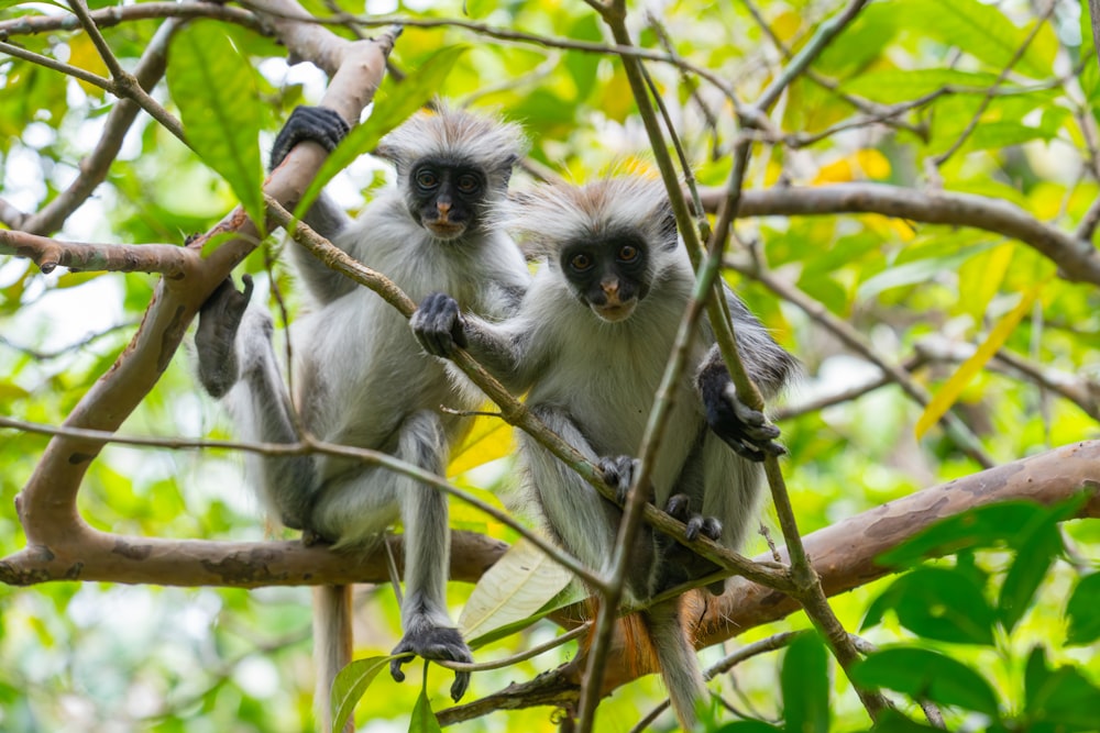 a couple of monkeys sitting on top of a tree branch