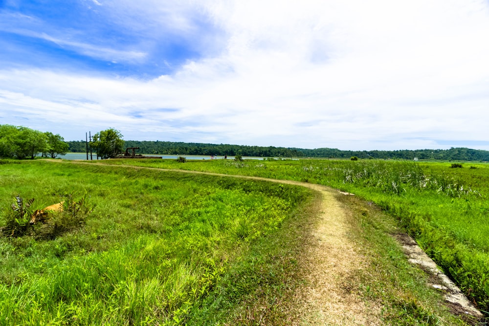 a dirt road going through a lush green field