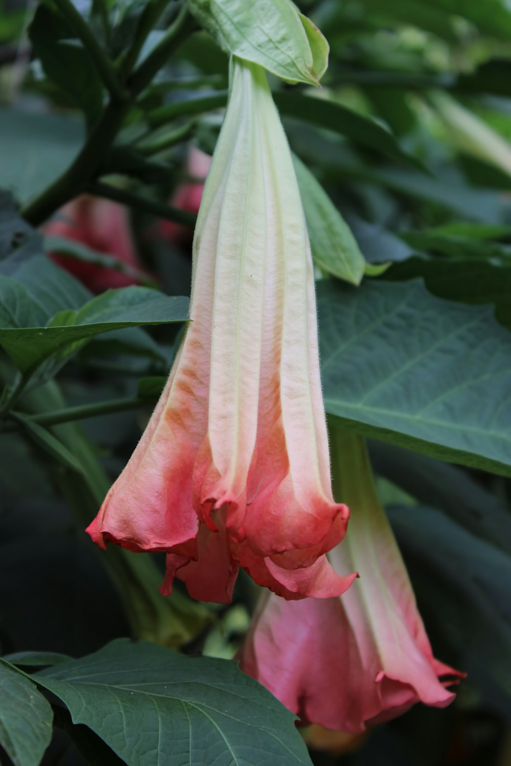 a pink flower with green leaves in the background