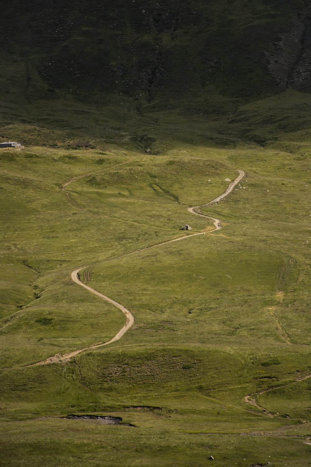 a couple of sheep walking down a lush green hillside