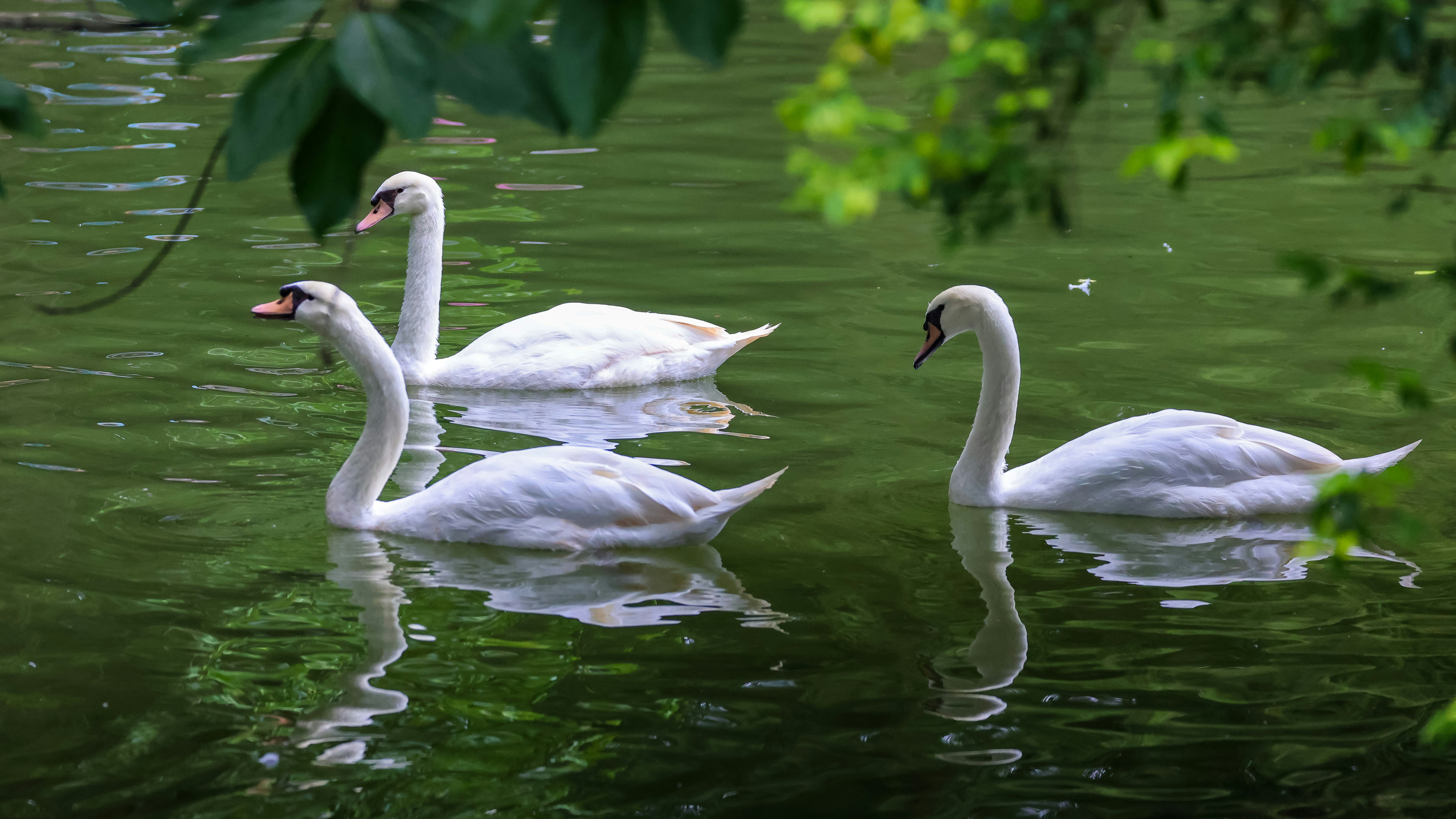 Photo by dickenslin76