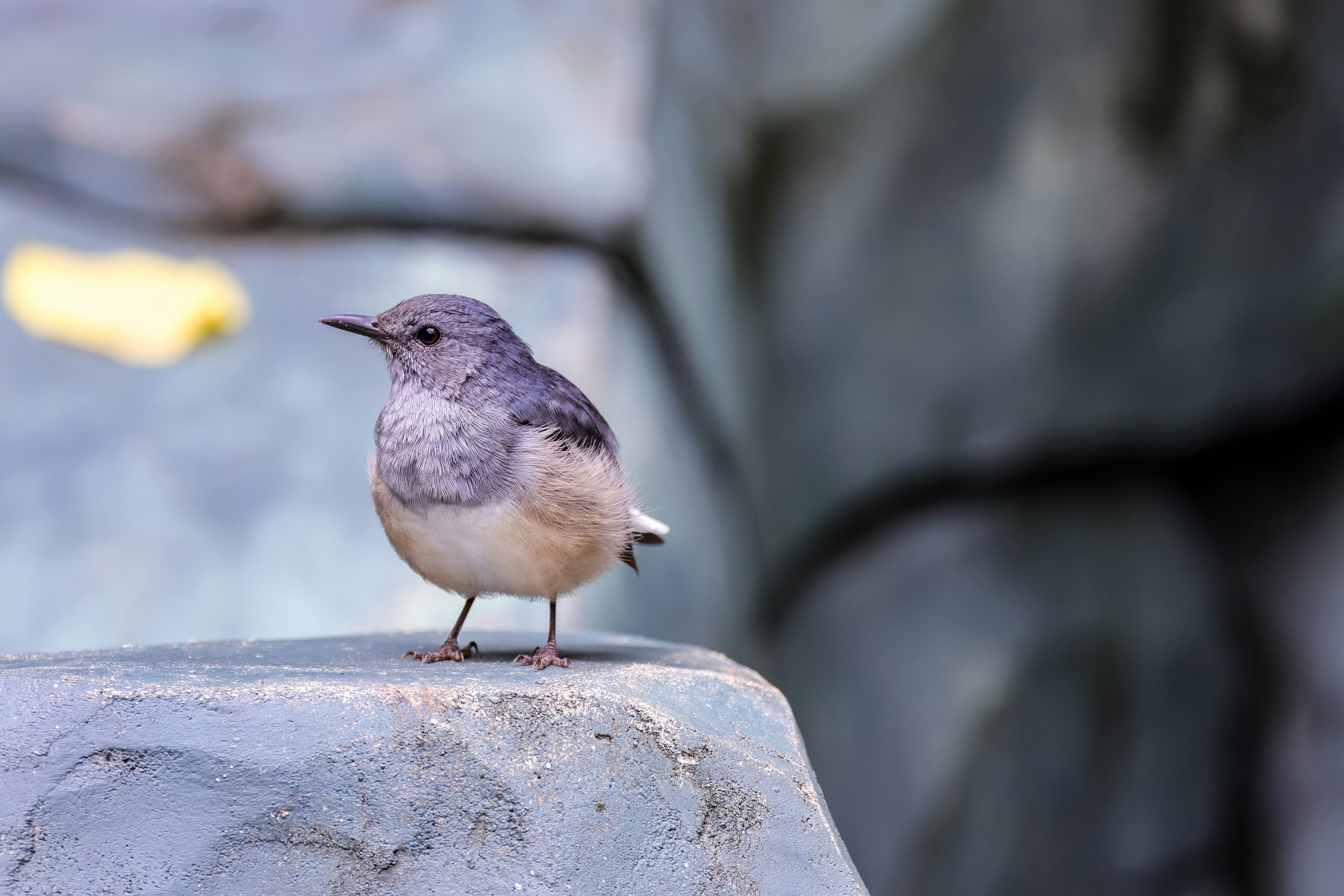 Photo by dickenslin76