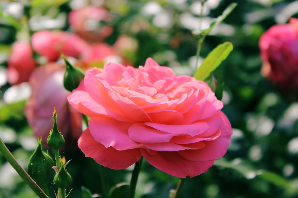 a close up of a pink flower in a garden