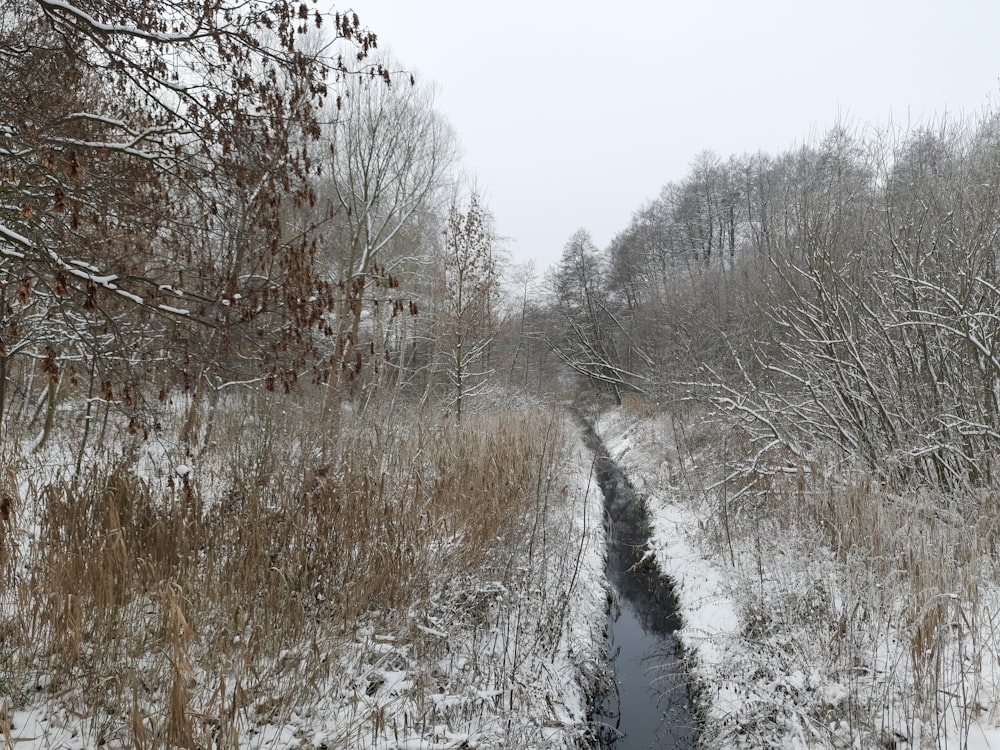 a stream running through a snow covered forest