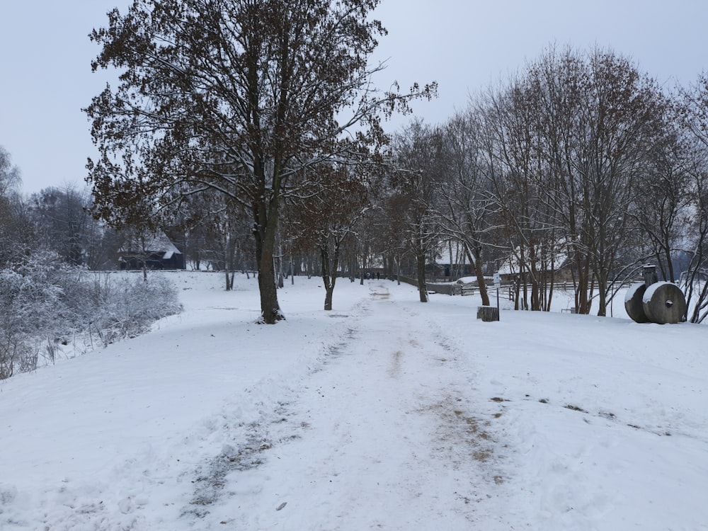 a path in the snow between two trees