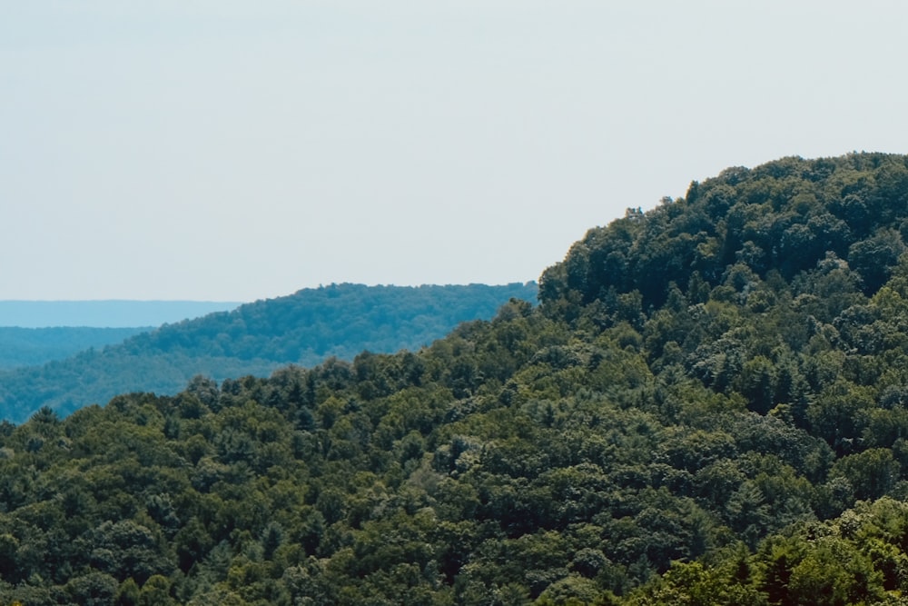 a view of a forest with a mountain in the background