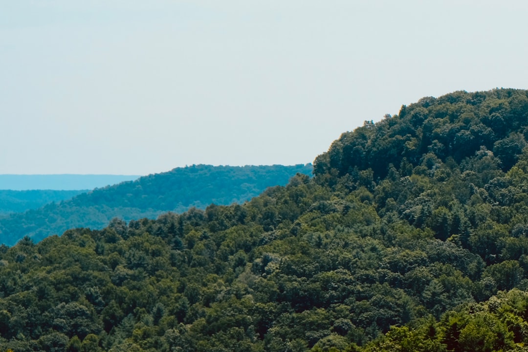 a view of a forest with a mountain in the background, Photo by Sara L. Cottle