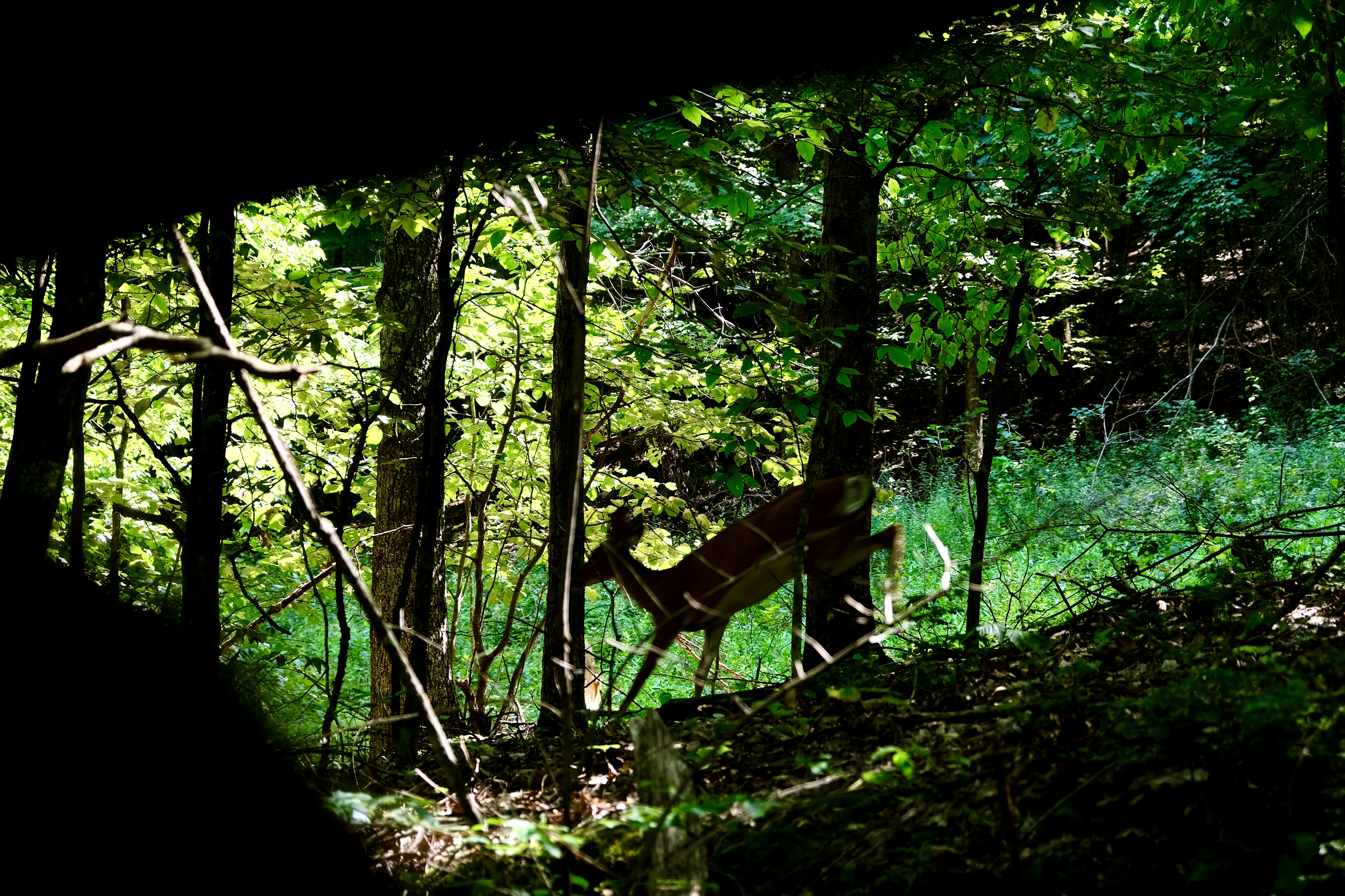 a deer standing in the middle of a forest