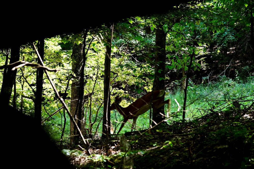 a deer standing in the middle of a forest