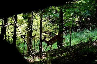Hunting Properties