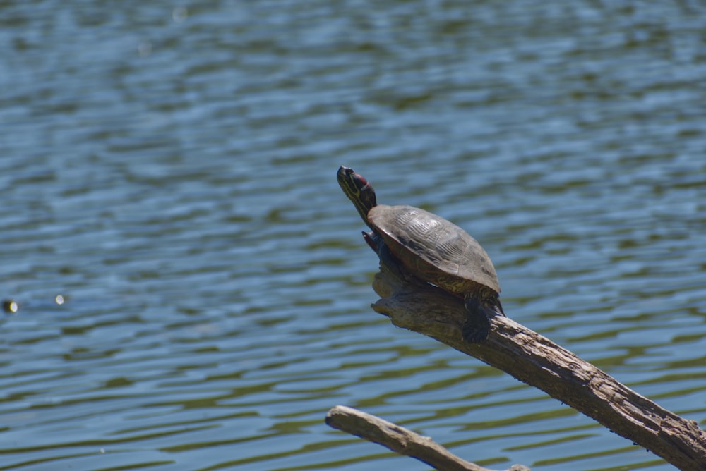 a turtle is sitting on a branch in the water