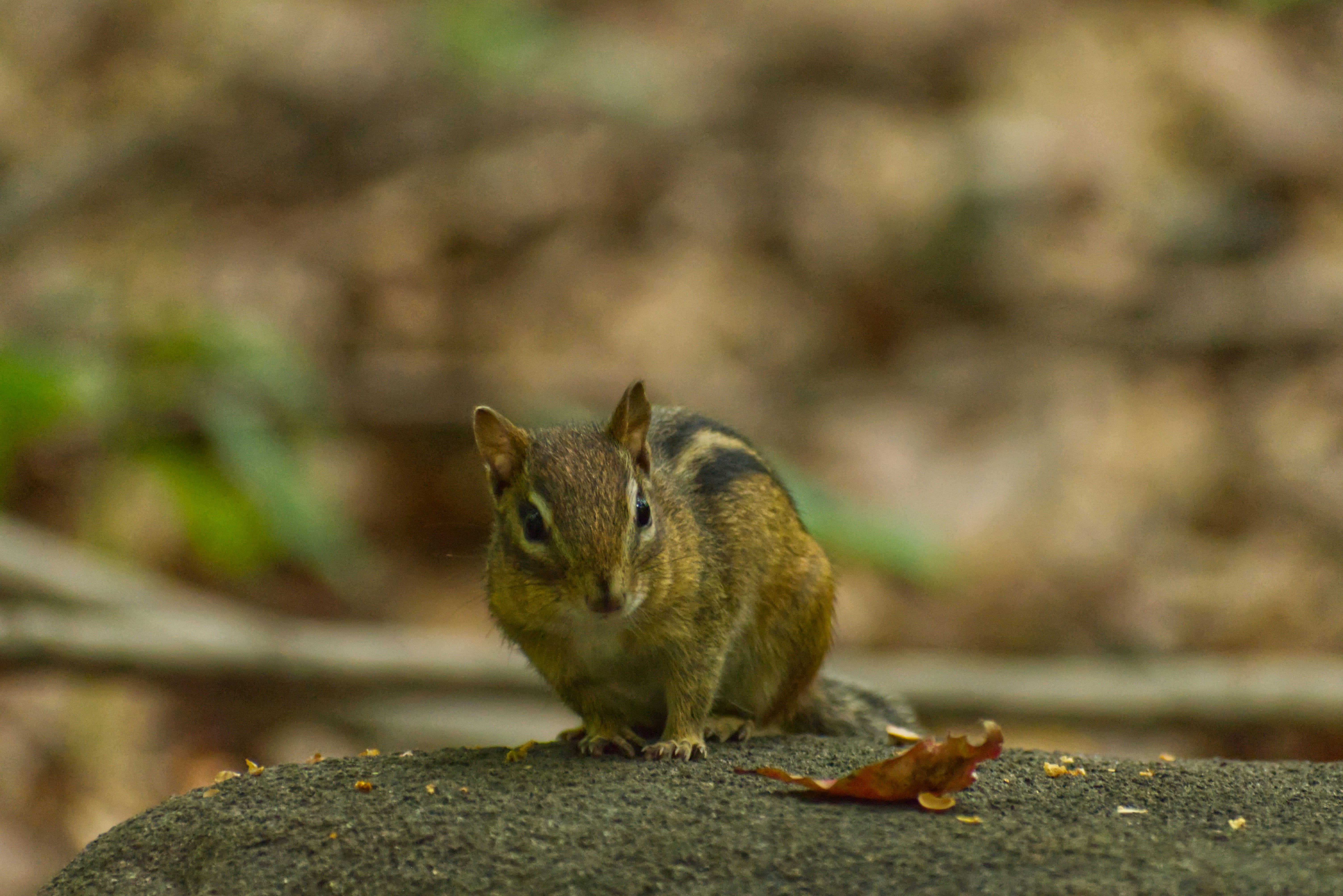 forest floor litter, wallpaper, Cleaning Up Campsite Litter: A Guide 6