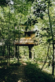 A cozy bungalow nestled among tall trees with sunlight filtering through the leaves.