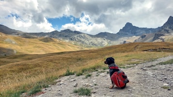 A serene mountain landscape with a dog sitting on a dirt path. The dog is wearing a red backpack, looking towards the rolling hills and rocky peaks under a partly cloudy sky. The grassy terrain is interspersed with rocks and patches of green vegetation.