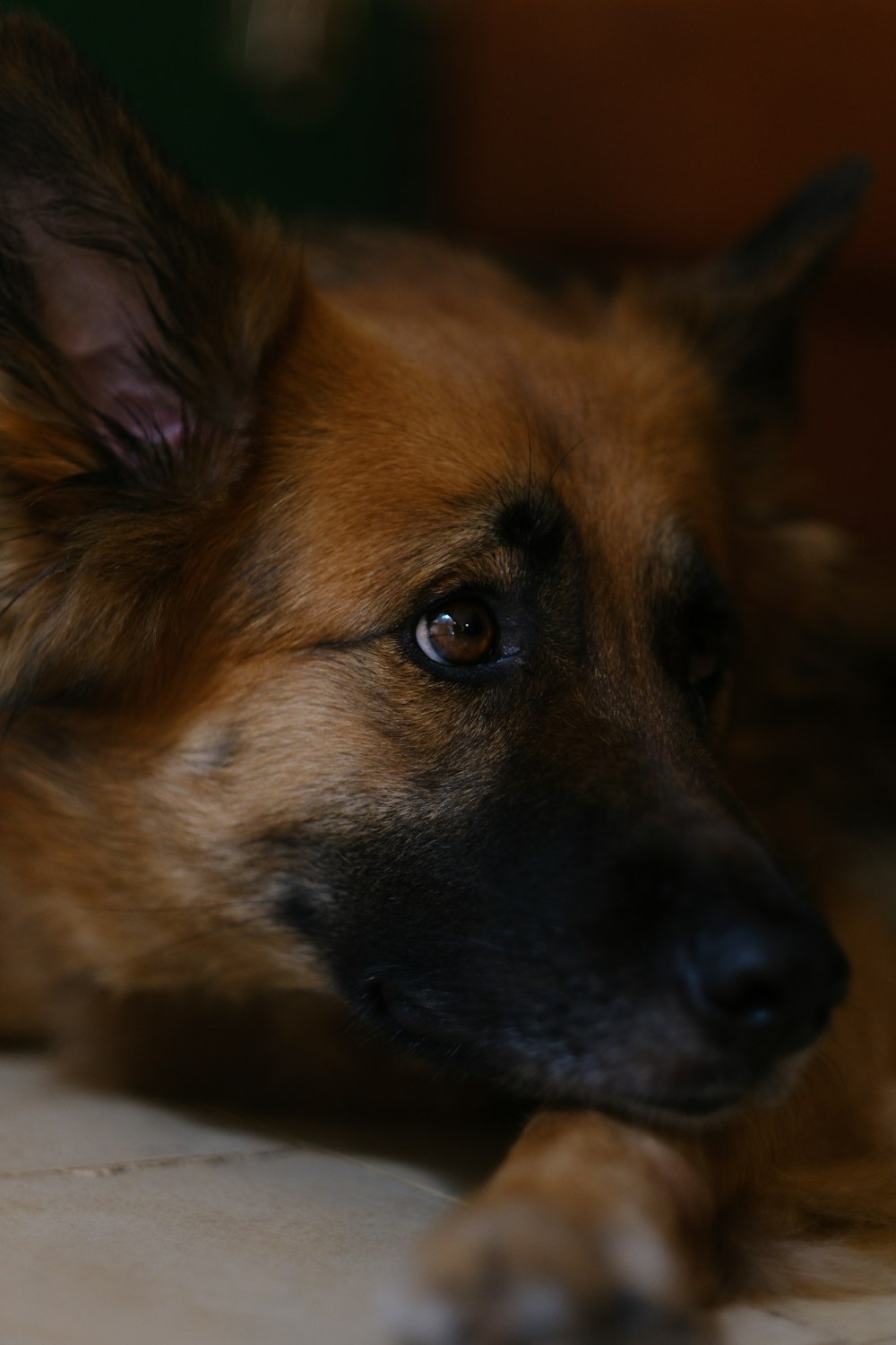 a close up of a dog laying on a floor