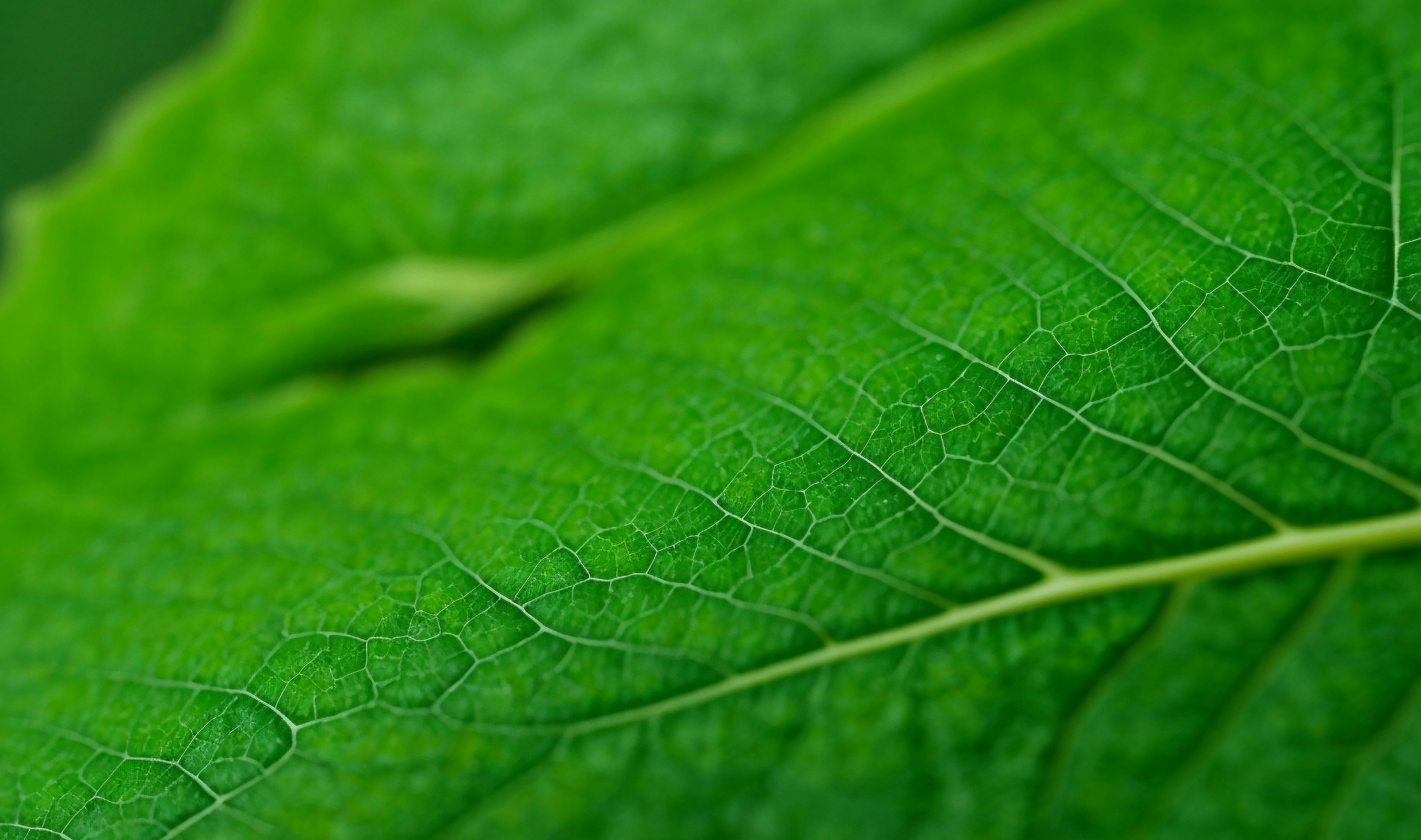 Photo by lemahijo_pg