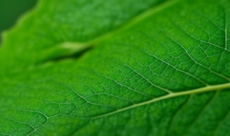 a close up of a green leaf