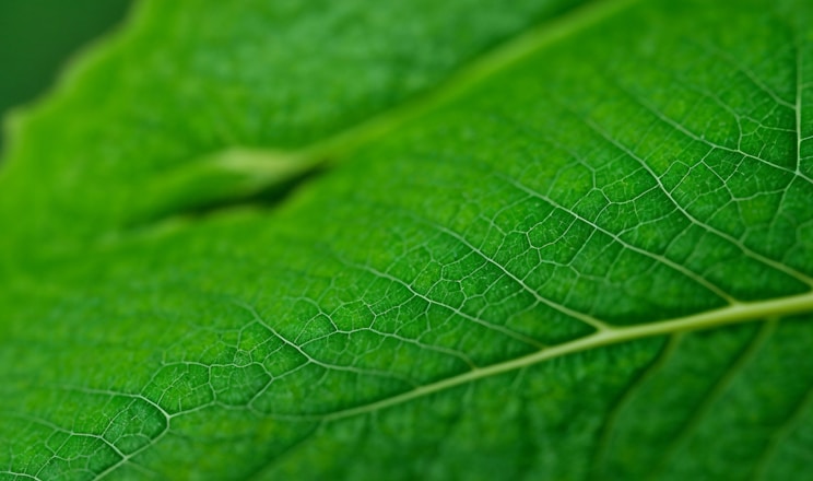a close up of a green leaf